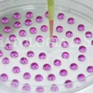 Celulas tronco laboratorio calvicie